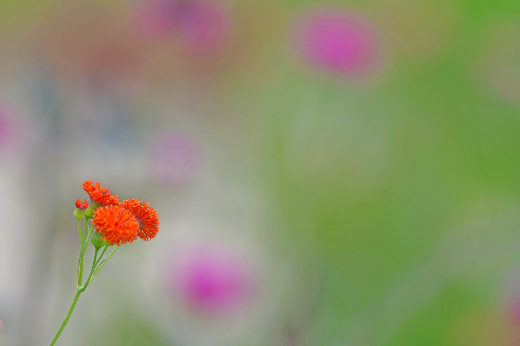 オレンジ色の花