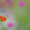 オレンジ色の花