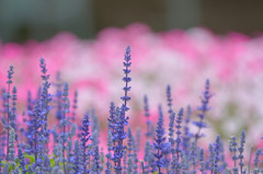 蒼い花