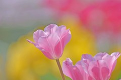 カラフル