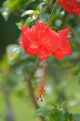 熱帯代表の花