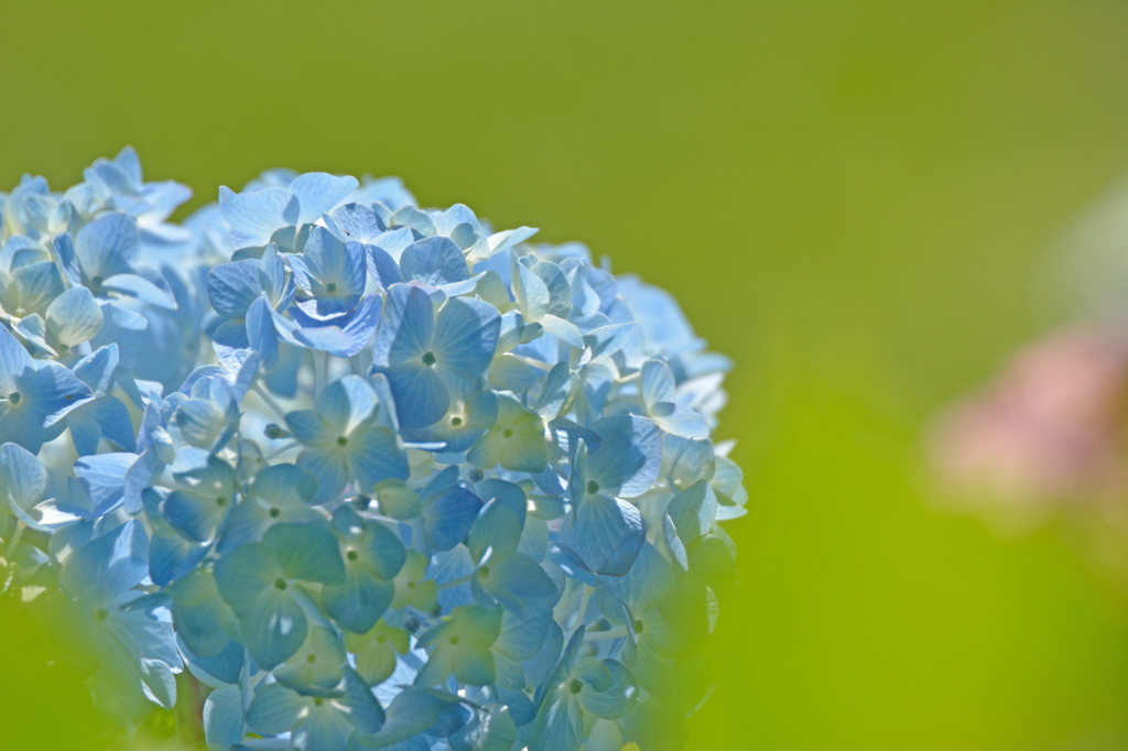 青の紫陽花