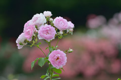 花束どうぞ