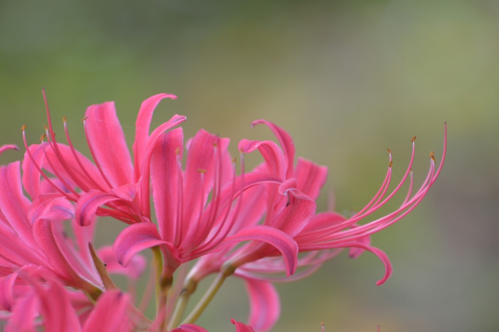 ピンクの花