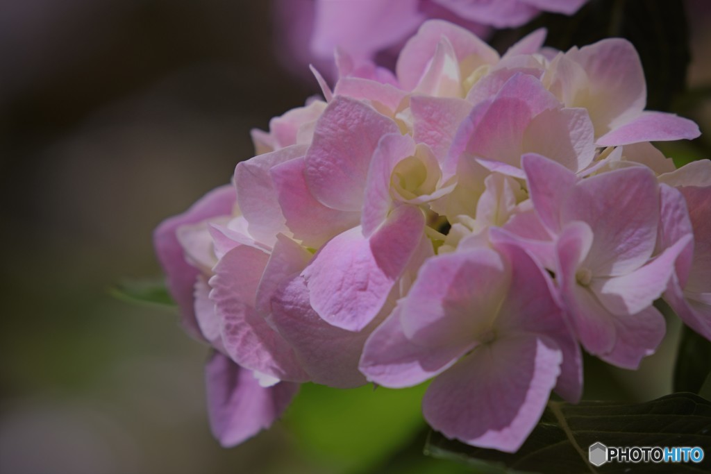乾いた紫陽花