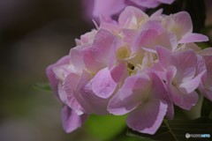 乾いた紫陽花