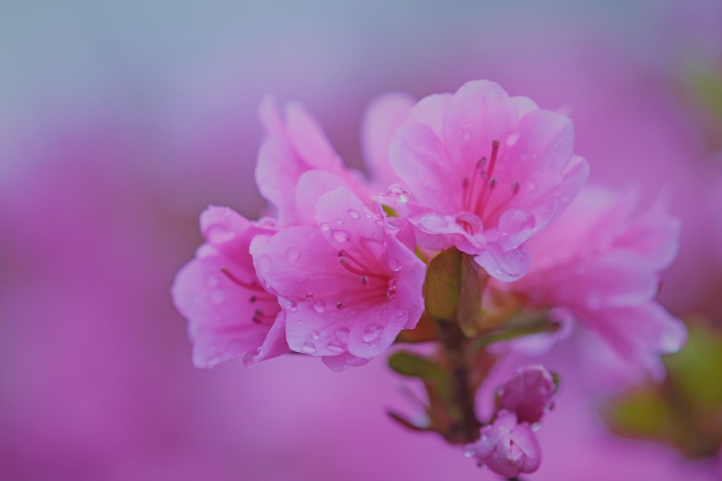 雨の後