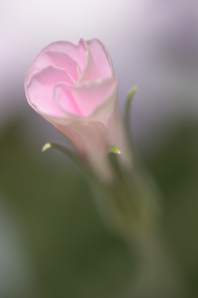 開花