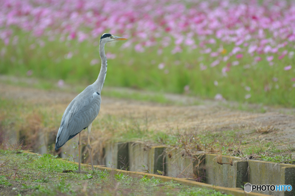 花見