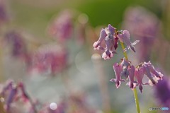朝露の花