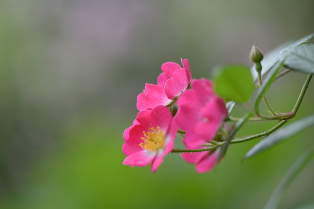 小さな薔薇