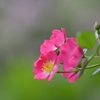 小さな薔薇