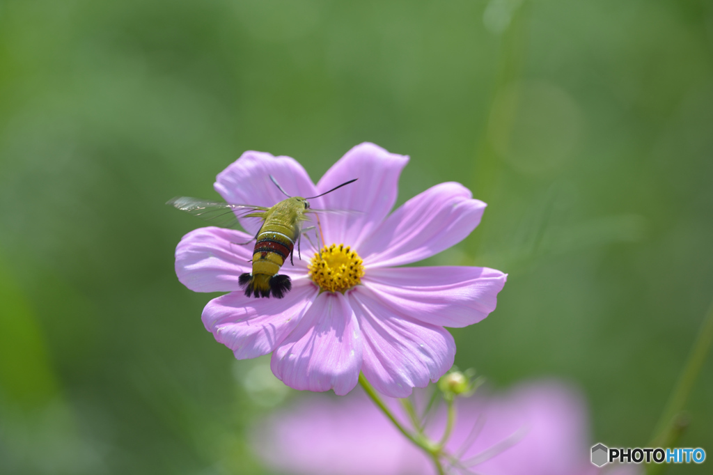 ホバ給蜜