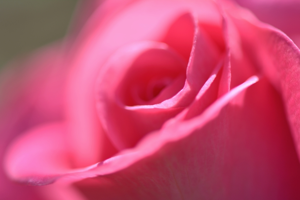 薔薇