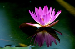 Tropical water lily.