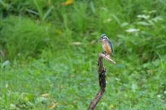 眼