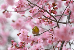 紅猿島　桜ジロウ