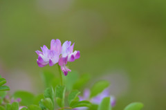 蓮華草