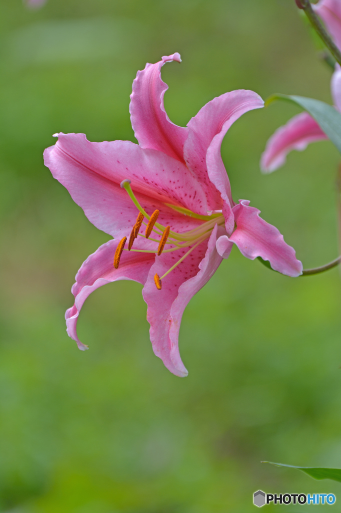 Lily