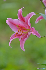 Lily