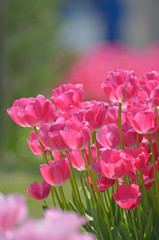 Tulip