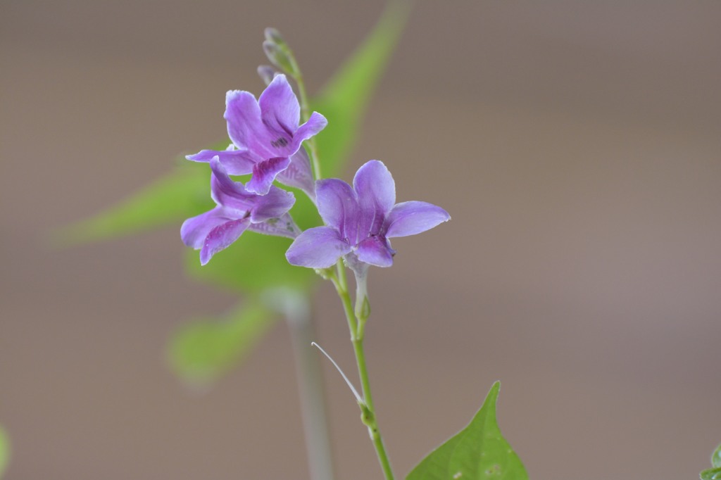お花