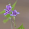 お花