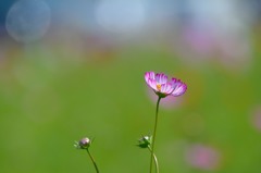 cosmos.