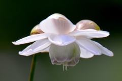 蓮華升麻