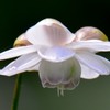 蓮華升麻