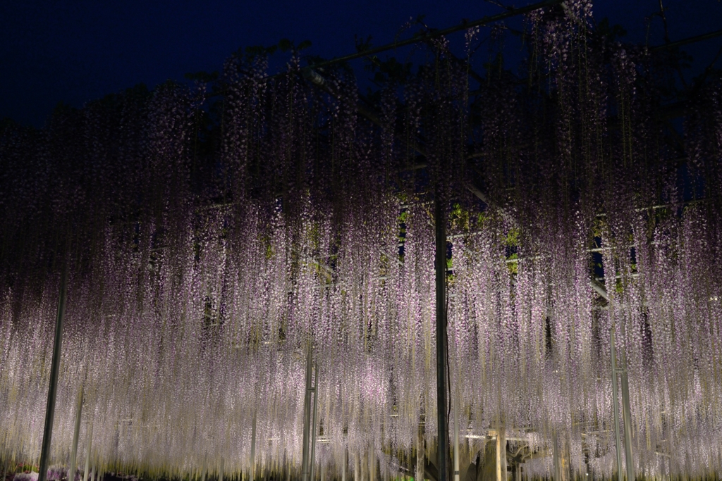 夜藤