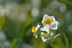 干支の様な花