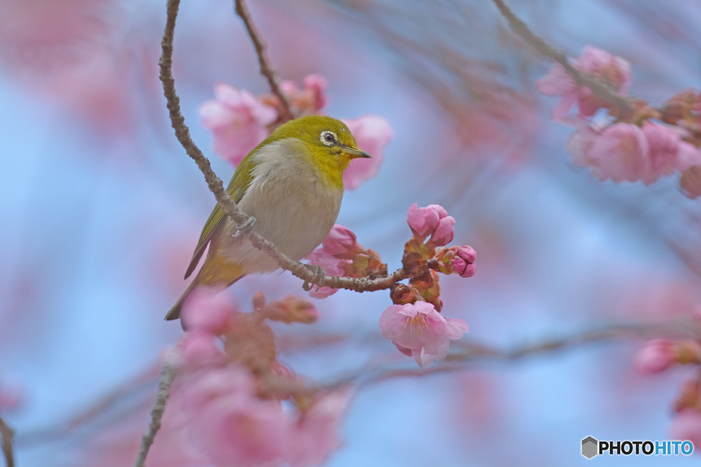 黄色い嘴のサクジロウ