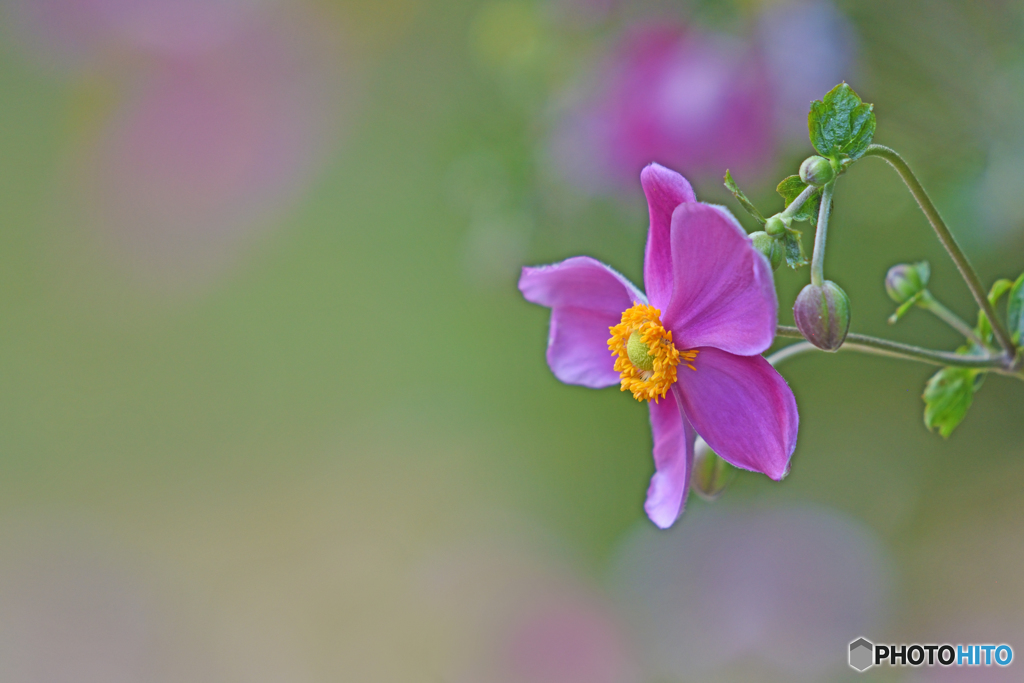 秋の花