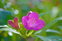 紫の花