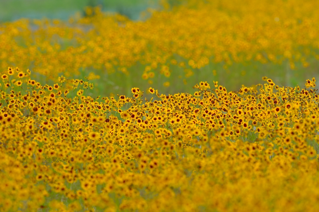 無数の花