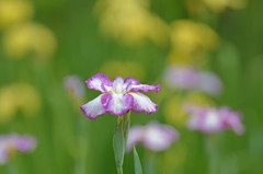 花しょうぶ