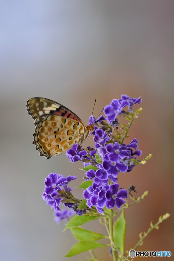 蒼い花で