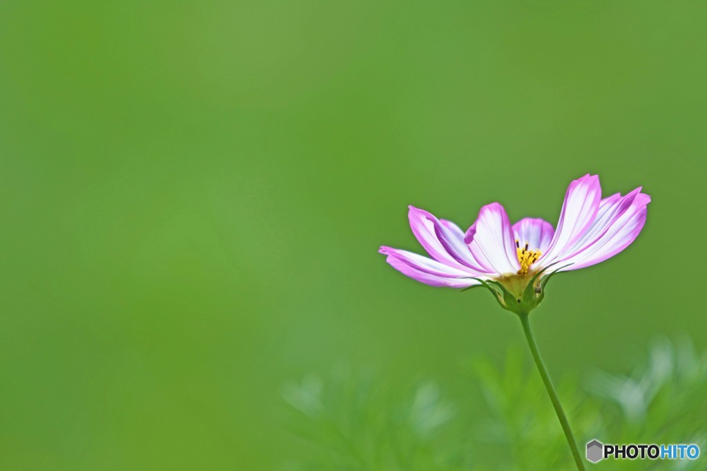 夏桜