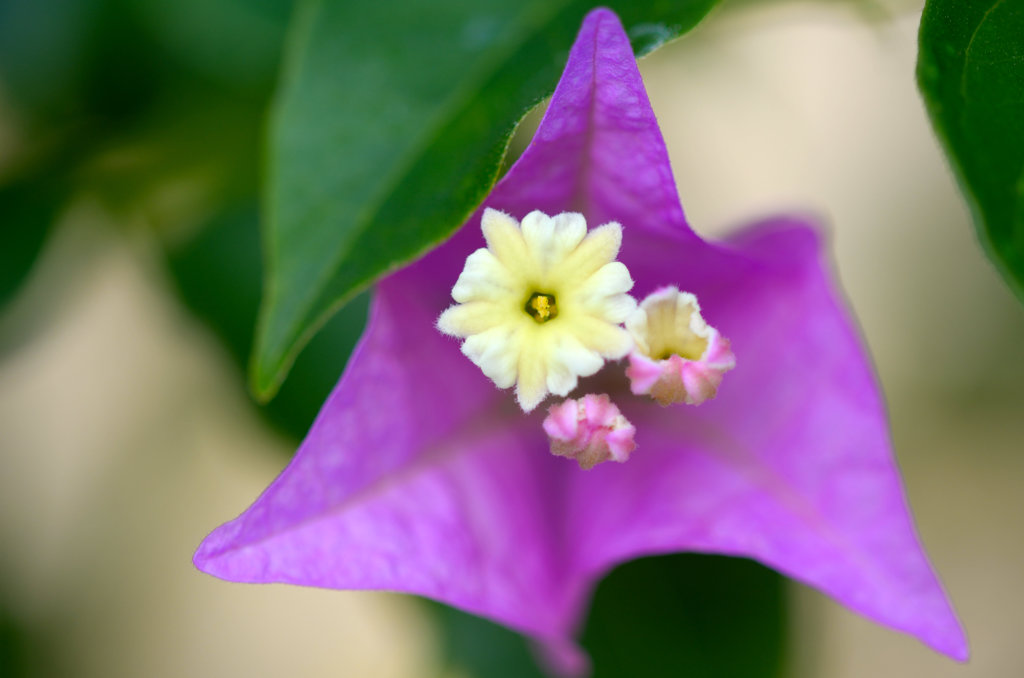 ちちゃな花