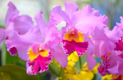 Orchid
