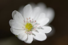 Hepatica