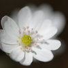 Hepatica