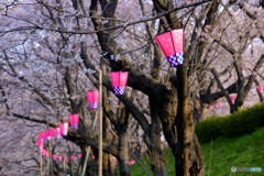 桜祭り