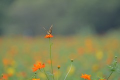 蝶が居る。