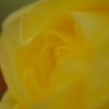 黄薔薇