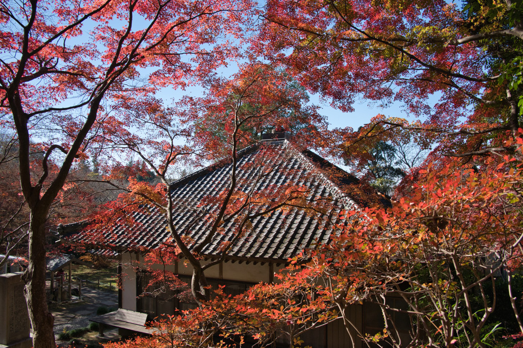 寺の秋