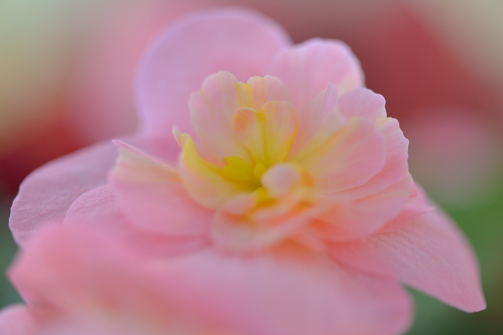 和菓子