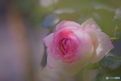 初夏の薔薇