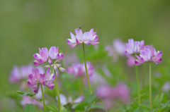 蓮華草虫付き